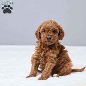 Chandra, Miniature Poodle Puppy